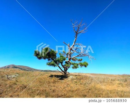 Lonely old half dry pine on plateau 1. Dry mountain meadows and mountain steppes Lonely old half dry pine on plateau 1. Dry mountain meadows and mountain steppes 105688930