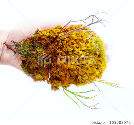 natural moss decoration on white background 105688979