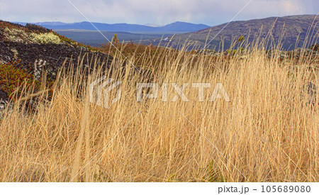 Dry grass sways in wind. Symbol of dying autumn nature 105689080