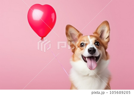 Welsh corgi dog with heart shape balloon. Welsh corgi dog with heart shape balloon. 105689205