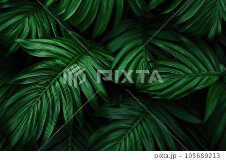 Background from green palm leaves Background from green palm leaves 105689213