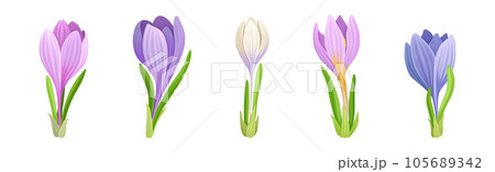 Violet Crocus Flowers with Petal and Green Leaves on Stem Vector Set 105689342