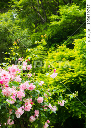 《神戸市》山間部に位置する植物園 布引ハーブ園/ 105689747
