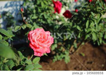 荒尾市　おもやい市民花壇　バラの花、 105689938