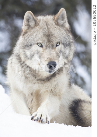 旭山動物園のオオカミ 105690012