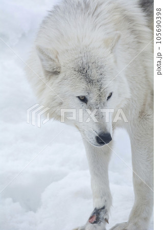 旭山動物園のオオカミ 105690398