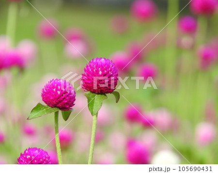 満開のセンニチコウ畑 105690431