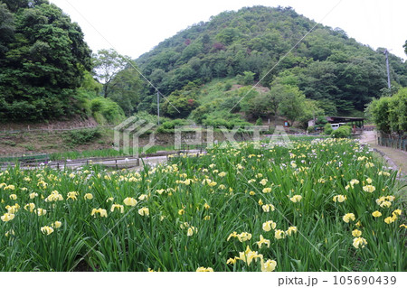 福山　平家谷　花しょうぶ園 105690439