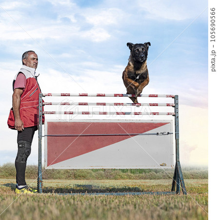 training of belgian shepherd training of belgian shepherd 105690566