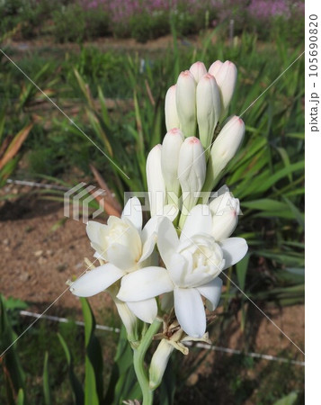八重咲きのチューベローズの花 八重咲きのチューベローズの花 105690820