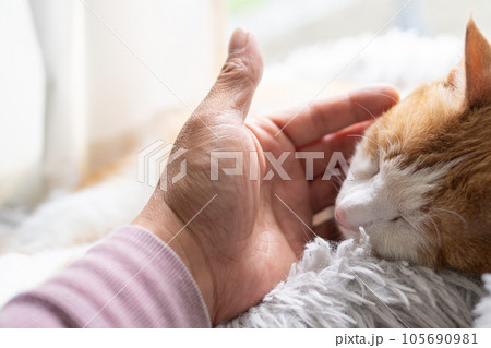 猫を撫でる　茶トラ白 105690981