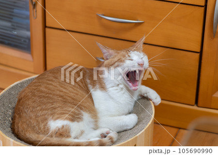 欠伸をする猫 茶トラ白 欠伸をする猫 茶トラ白 105690990