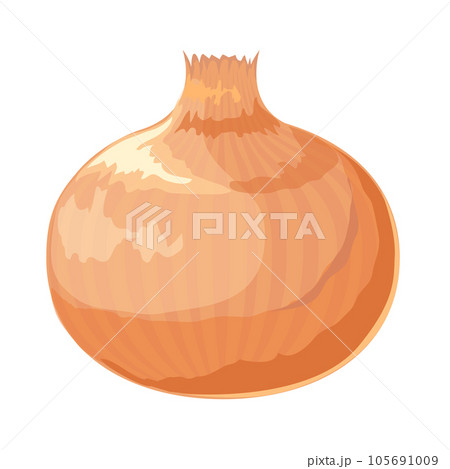 タマネギのイラスト 105691009