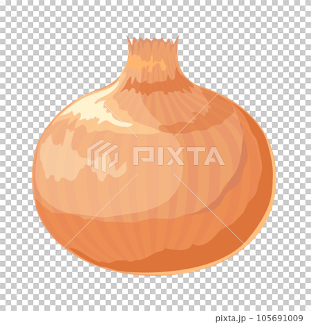 タマネギのイラスト 105691009