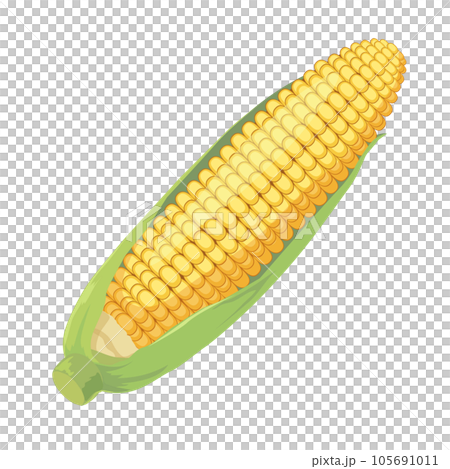 Illustration of corn Illustration of corn 105691011