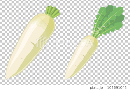 Japanese radish set illustration 105691043