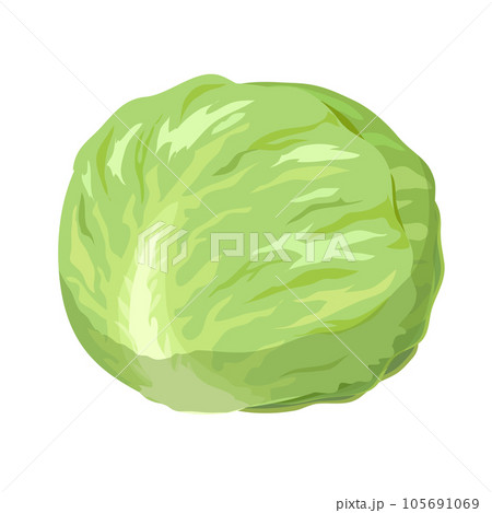 キャベツのイラスト 105691069