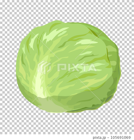 キャベツのイラスト 105691069