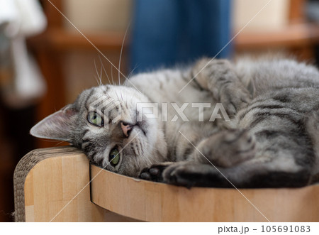 くつろぐ猫 サバトラ猫 くつろぐ猫 サバトラ猫 105691083