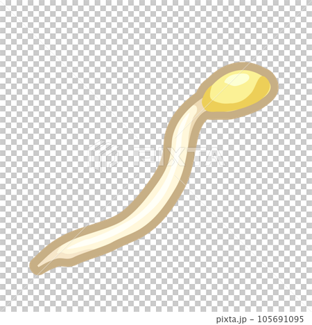 モヤシのイラスト 105691095