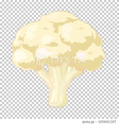 カリフラワーのイラスト 105691107