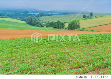 （北海道）夏の美瑛・赤麦の丘　田園風景 105691122