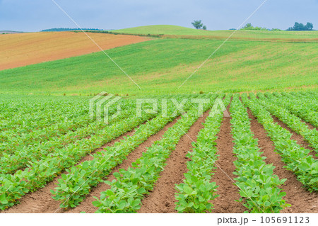(北海道)夏の美瑛・赤麦の丘 田園風景 (北海道)夏の美瑛・赤麦の丘 田園風景 105691123