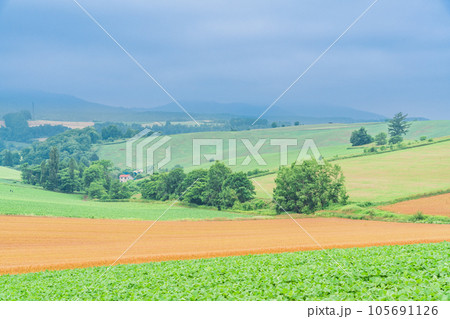 （北海道）夏の美瑛・赤麦の丘　田園風景 105691126