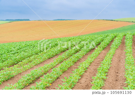 （北海道）夏の美瑛・赤麦の丘　田園風景 105691130