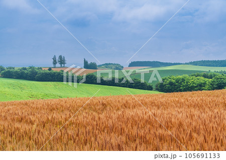 (北海道)夏の美瑛・赤麦の丘 田園風景 (北海道)夏の美瑛・赤麦の丘 田園風景 105691133