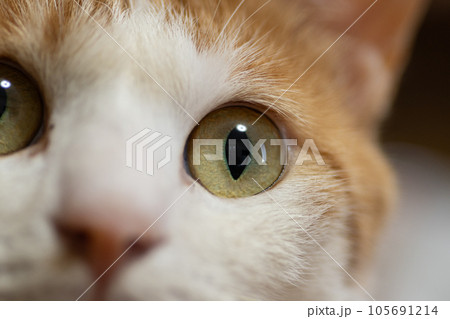 見つめる猫　茶トラ白 105691214