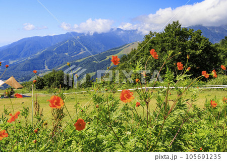 夏の岩岳マウンテンリゾート 105691235