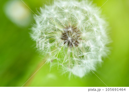 Closeup white dandelion on  green background, selective focus Closeup white dandelion on  green background, selective focus 105691464