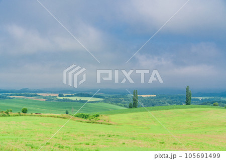 （北海道）夏の美瑛・赤麦の丘　田園風景 105691499