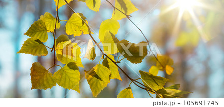 Beautiful autumn landscape with yellow autumn trees and sun. Colorful foliage in the forest. natural background 105691745