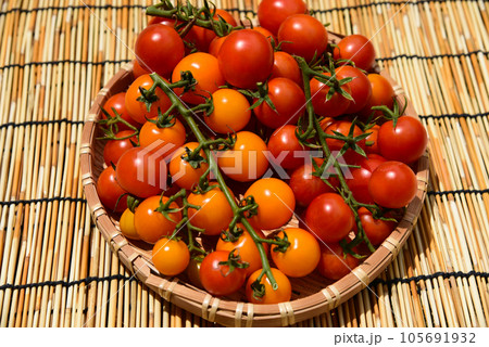 朝採れ　家庭菜園で人気のフレッシュミニトマト 105691932