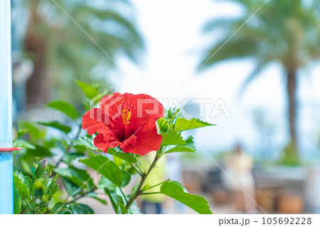 ハイビスカス おきなわ 南国 夏 トロピカル 赤い花 沖縄旅行 105692228