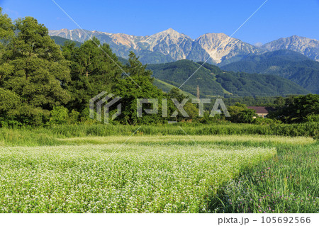 白馬村夏の風景 白馬三山八方尾根 白馬村夏の風景 白馬三山八方尾根 105692566