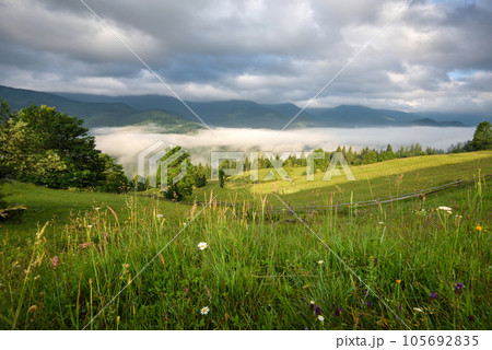 Splendid mountain valley is covered with fog and green alpine meadows. Foggy landscape 105692835