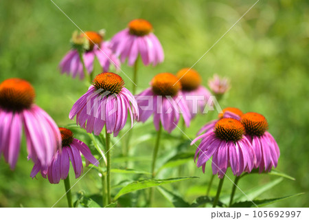 Echinacea flowers (Echinacea purpurea) against natural background Echinacea flowers (Echinacea purpurea) against natural background 105692997