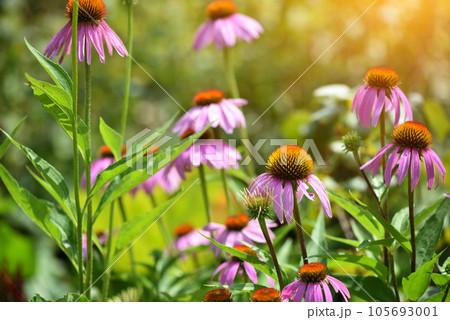 Echinacea flowers (Echinacea purpurea) in the garden 105693001
