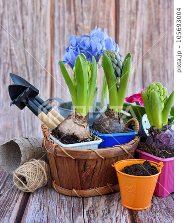 Spring flowers and gardening tools on a rustic wooden background. Gardening concept 105693004