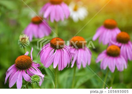 Echinacea flowers (Echinacea purpurea) against natural background 105693005