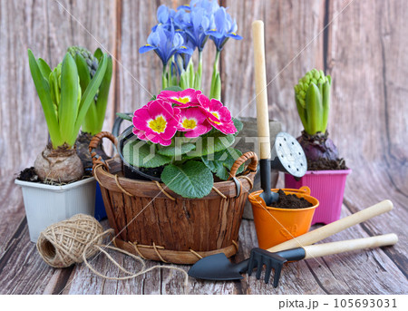 Spring flowers and gardening tools on a rustic wooden background. Gardening concept 105693031