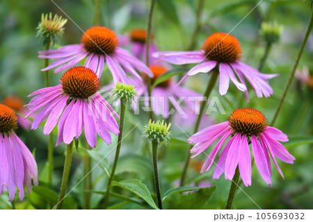 Echinacea flowers (Echinacea purpurea) in the garden Echinacea flowers (Echinacea purpurea) in the garden 105693032