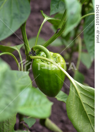 Immature bell pepper in the garden and green foliage 105693042