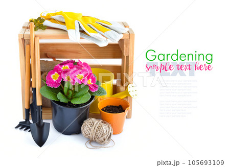 Spring primulas flowers, wooden box and garden tools on white background. Spring primulas flowers, wooden box and garden tools on white background. 105693109