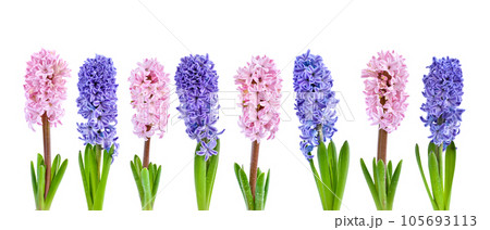 Vibrant multicolored hyacinth spring flowers isolated on white background Vibrant multicolored hyacinth spring flowers isolated on white background 105693113