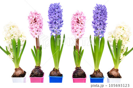Vibrant multicolored hyacinth spring flowers on white background with space for text. Top view 105693123
