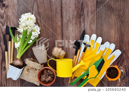 Garden tools, hyacinth flowers and plants on a rustic wooden background, frame. 105693240